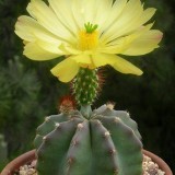 Cactus-Riches_Fortune-6