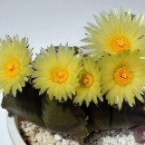 Cactus-Riches_Fortune-7