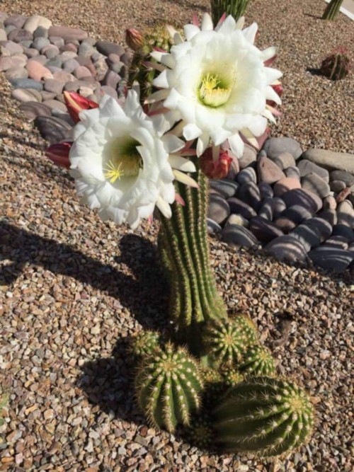 Cactus-Riches_Fortune-9.jpg