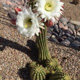 Cactus-Riches_Fortune-9