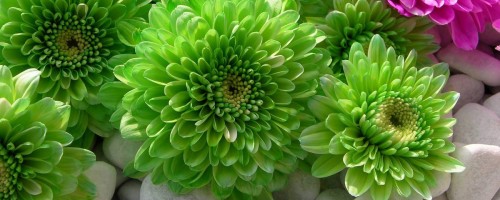 Chrysanthemum-1---Specialized-Detailed-Energy.jpg