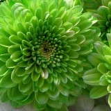 Chrysanthemum-1---Specialized-Detailed-Energy