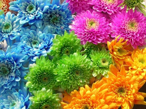 Chrysanthemum-10---Specialized-Detailed-Energy.jpg