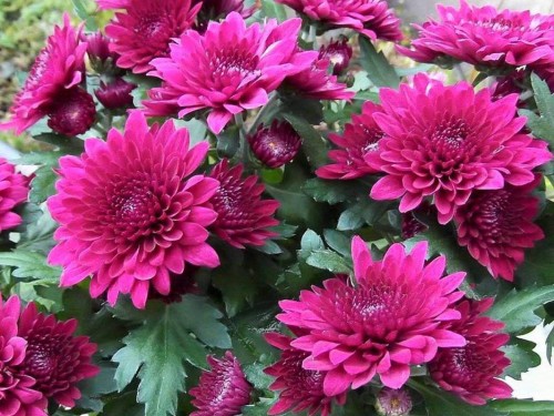 Chrysanthemum-11---Specialized-Detailed-Energy.jpg