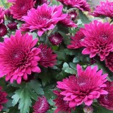 Chrysanthemum-11---Specialized-Detailed-Energy