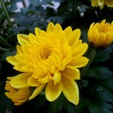 Chrysanthemum-12---Specialized-Detailed-Energy