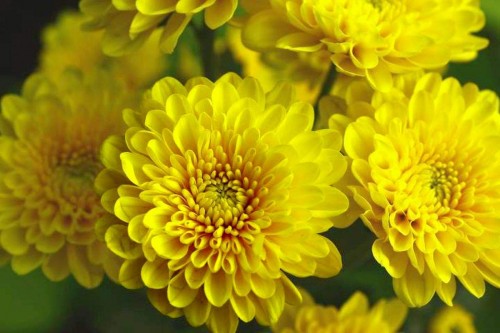 Chrysanthemum-13---Specialized-Detailed-Energy.jpg