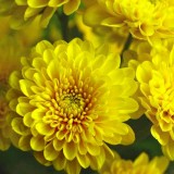 Chrysanthemum-13---Specialized-Detailed-Energy