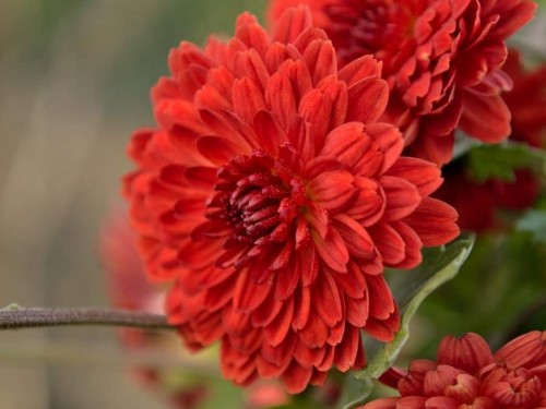 Chrysanthemum-14---Specialized-Detailed-Energy.jpg