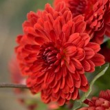 Chrysanthemum-14---Specialized-Detailed-Energy