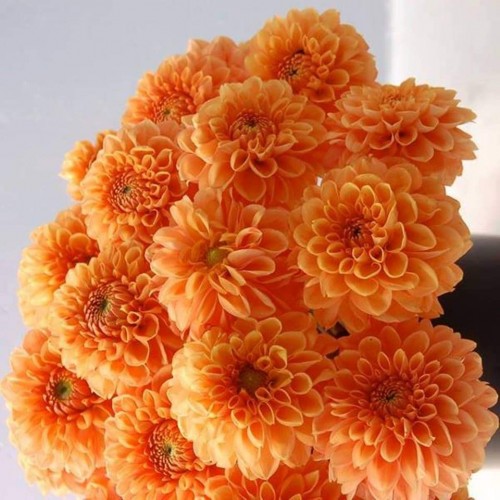 Chrysanthemum-15---Specialized-Detailed-Energy.jpg