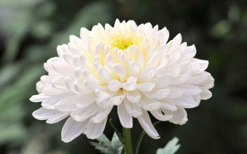 Chrysanthemum-16---Specialized-Detailed-Energy.jpg