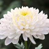 Chrysanthemum-16---Specialized-Detailed-Energy