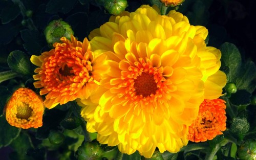 Chrysanthemum-17---Specialized-Detailed-Energy.jpg