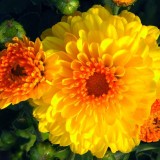 Chrysanthemum-17---Specialized-Detailed-Energy