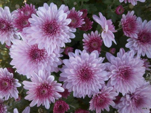 Chrysanthemum-18---Specialized-Detailed-Energy.jpg