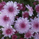 Chrysanthemum-18---Specialized-Detailed-Energy