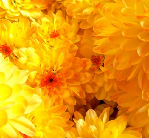 Chrysanthemum-2---Specialized-Detailed-Energy.jpg