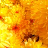 Chrysanthemum-2---Specialized-Detailed-Energy