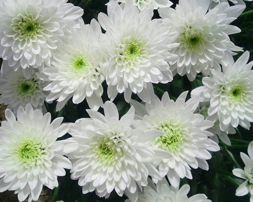 Chrysanthemum-3---Specialized-Detailed-Energy.jpg