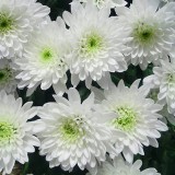 Chrysanthemum-3---Specialized-Detailed-Energy