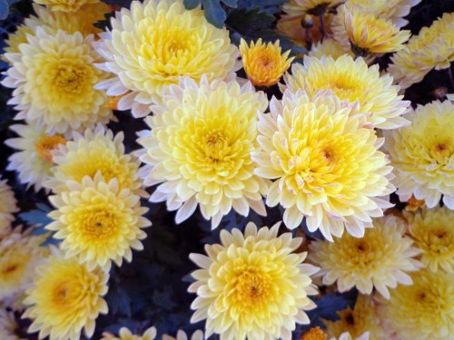 Chrysanthemum-4---Specialized-Detailed-Energy.jpg