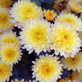 Chrysanthemum-4---Specialized-Detailed-Energy