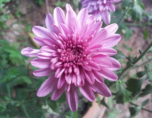 Chrysanthemum-5---Specialized-Detailed-Energy.jpg