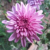 Chrysanthemum-5---Specialized-Detailed-Energy