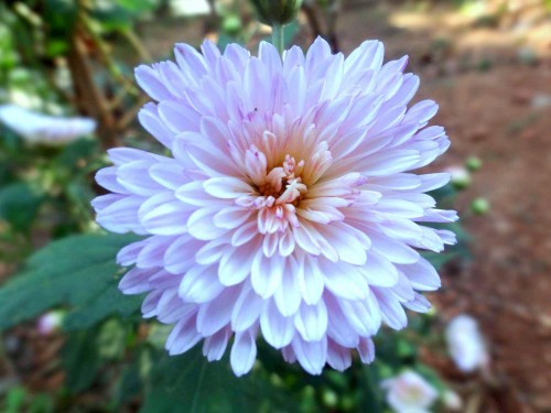 Chrysanthemum-6---Specialized-Detailed-Energy.jpg