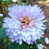 Chrysanthemum-6---Specialized-Detailed-Energy