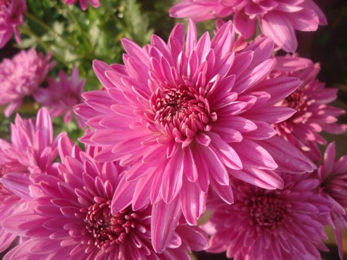 Chrysanthemum-7---Specialized-Detailed-Energy.jpg