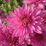 Chrysanthemum-7---Specialized-Detailed-Energy