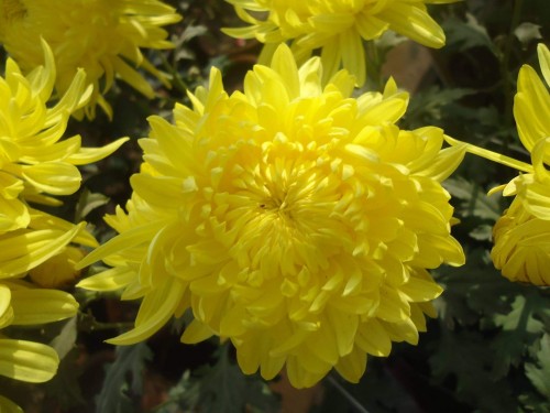 Chrysanthemum-8---Specialized-Detailed-Energy.jpg