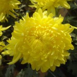 Chrysanthemum-8---Specialized-Detailed-Energy