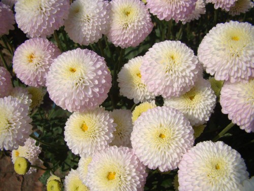 Chrysanthemum-9---Specialized-Detailed-Energy.jpg