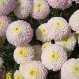 Chrysanthemum-9---Specialized-Detailed-Energy