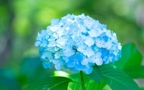 Hydrangea-1---Collective-Harmony.jpg