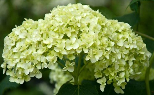 Hydrangea-100---Collective-Harmony.jpg