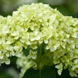 Hydrangea-100---Collective-Harmony