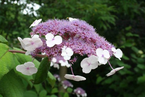 Hydrangea-101---Collective-Harmony.jpg