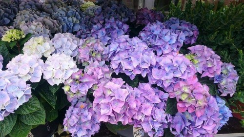 Hydrangea-102---Collective-Harmony.jpg