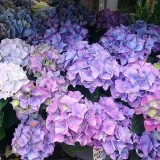 Hydrangea-102---Collective-Harmony