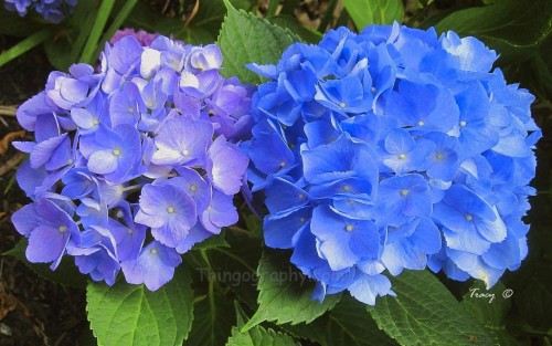 Hydrangea-103---Collective-Harmony.jpg