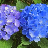 Hydrangea-103---Collective-Harmony