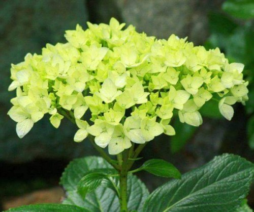 Hydrangea-104---Collective-Harmony.jpg