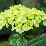 Hydrangea-104---Collective-Harmony