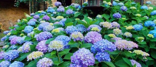 Hydrangea-105---Collective-Harmony.jpg