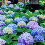 Hydrangea-105---Collective-Harmony