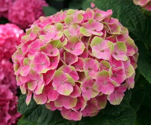 Hydrangea-106---Collective-Harmony.jpg